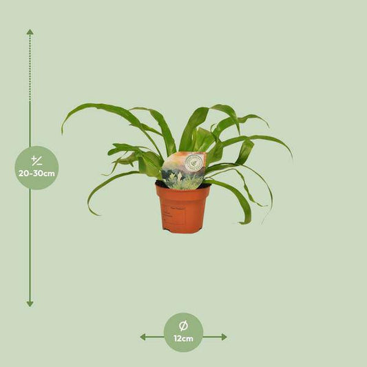 Nestfarn - Asplenium Antiquum - Zimmerpflanze - Ø12cm - ↕30cm