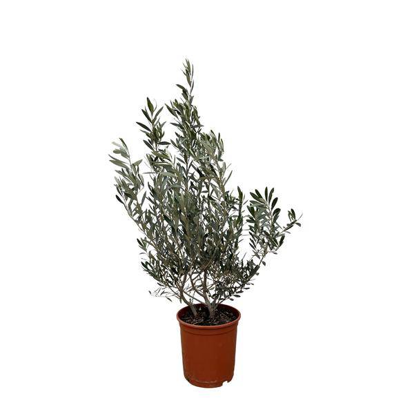 Olivenbaum - Olea Europaea Strauch - 100cm- Ø25cm