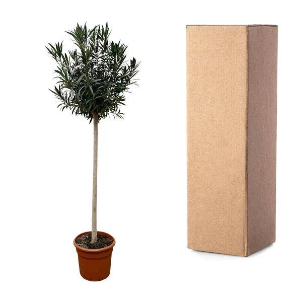 Rosenlorbeer – Nerium Oleander mit weißer Blüte 170cm – Ø40cm – Mediterrane Kübelpflanze – Immergrüne Zierpflanze für Garten, Terrasse & Balkon – Pflegeleicht