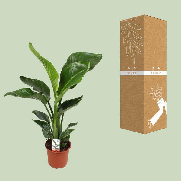 Baum-Strelitzie – Strelitzia Nicolai – Paradiesvogelblume – Ø17cm ↕70cm – tropische Zimmerpflanze mit exotischem Blattschmuck