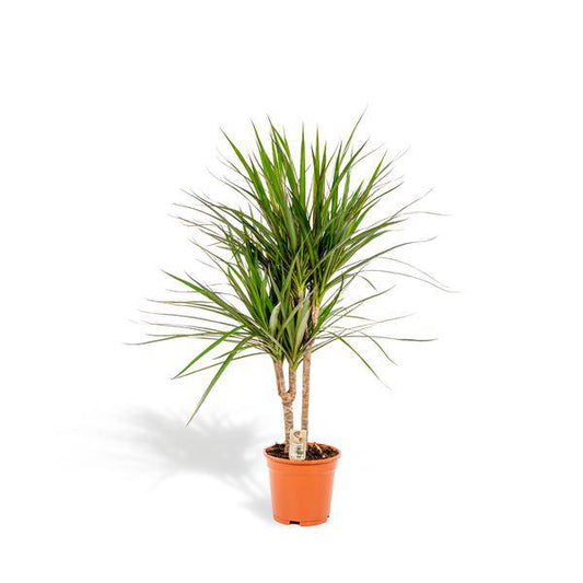 Drachenbaum Dracaena Marginata – Zimmerpflanze – ↕90cm – Ø17cm – Luftreinigende Grünpflanze – Pflegeleicht – Für Wohnzimmer, Büro & Schlafzimmer – Direkt aus der Gärtnerei