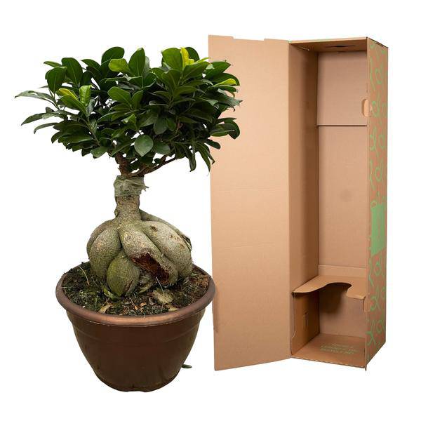 Ficus Microcarpa Ginseng – Feigenbaum Bonsai – Zimmerpflanze ↕50cm – Ø25cm – Exotische Pflanze mit verdrehten Wurzeln & kompakter Krone – Elegante Deko für Wohnzimmer & Büro
