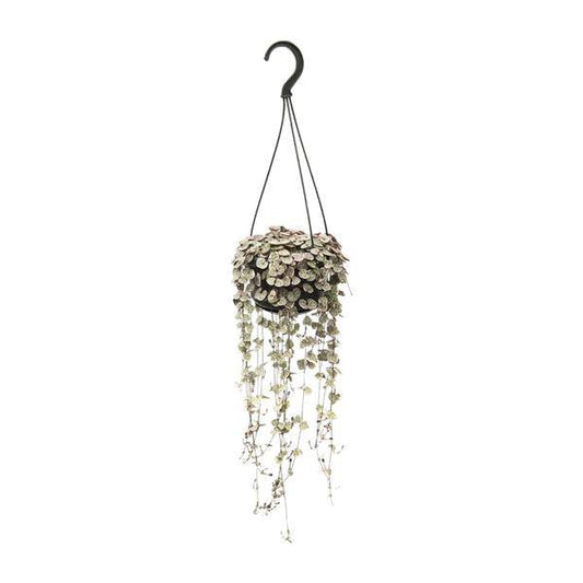 Leuchterblume - Ceropegia Linearis Subsp. Woodii Variegata - Zimmerpflanze - Ø14cm - ↕38cm