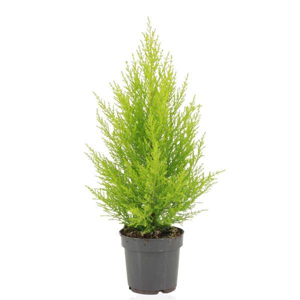 Zimmerzypresse – Cupressus Macrocarpa Goldcrest Wilma – Ø14cm – ↕55cm – Elegante Konifere mit goldgelben Nadeln – Pflegeleichte Zimmerpflanze für Wohnzimmer, Büro & Wintergarten