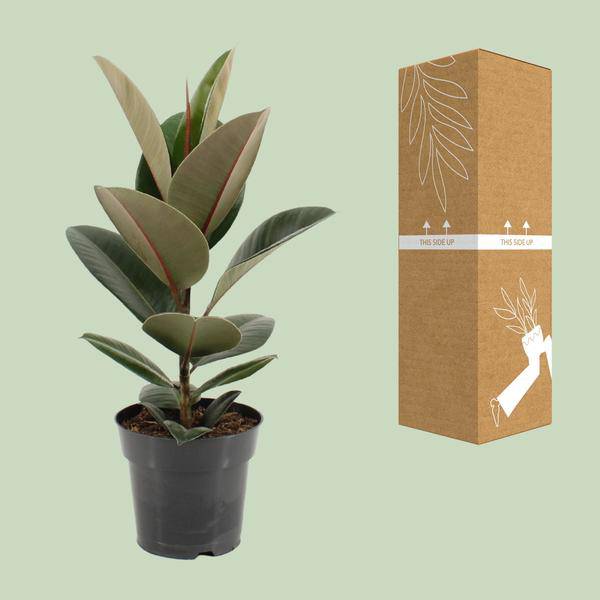 Gummibaum - Ficus Elastica Robusta - Zimmerpflanze - Ø17cm - ↕55cm