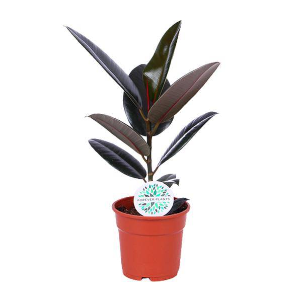 Gummibaum - Ficus Elastica Abidjan - Zimmerpflanze - Ø17cm - ↕55cm