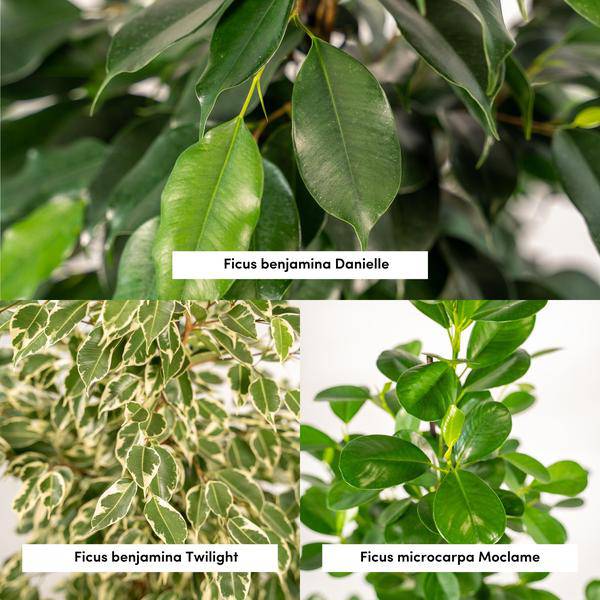 Pflanzenset - Ficus Benjamina Danielle - Ø21cm - ↕95cm + Ficus Benjamina Dämmerung - Ø21cm - ↕95cm + Ficus Microcarpa Moclame - Ø21cm - ↕95cm
