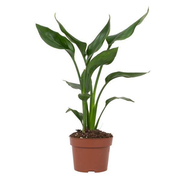 Strelitzia Reginae - Paradiesvogelblume - Zimmerpflanze - Ø12cm - ↕35cm