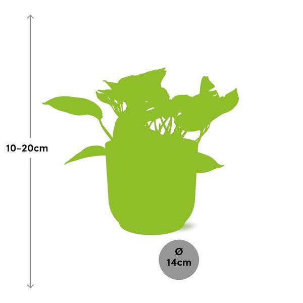 Baumfreund - Scindapsus Epipremnum Marble Queen - Zimmerpflanze + Topf Vibes Fold 14cm Gelb