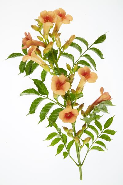 Trompetenblume Orange - Campsis Indian Summer - Ø15cm - ↕65cm