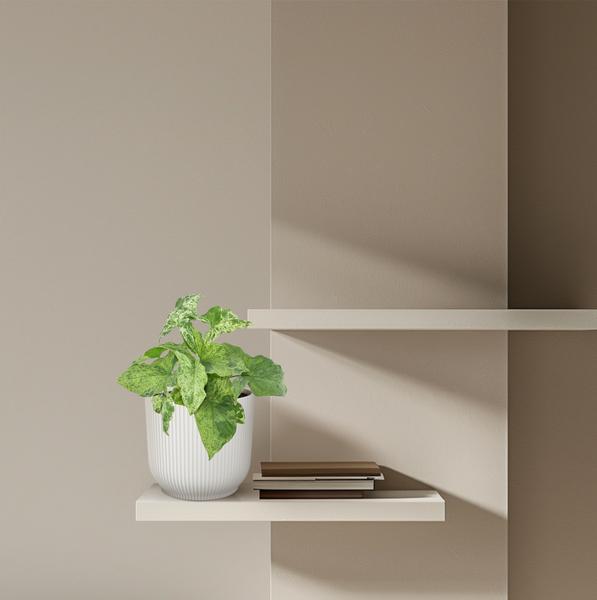 Syngonium Mottled – Purpurtute – Zimmerpflanze – ↕25cm – Ø12cm – Tropische Kletterpflanze mit marmorierten Blättern – Pflegeleicht & dekorativ