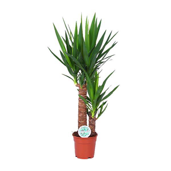 Palmlilie - Yucca - Zimmerpflanze - Ø17cm - ↕80cm