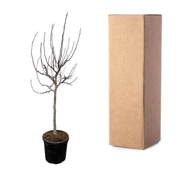 Echte Feige - Ficus Carica - 225 cm - ø40cm