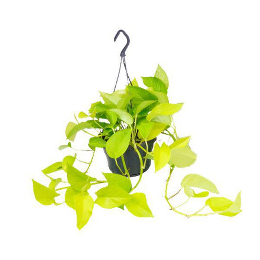 Efeutute Epipremnum Golden Pothos – Ø15cm x H25cm – Zimmerpflanze mit goldgelben Blattakzenten – Hängend & kletternd – Für Innenräume – Pflegeleicht & dekorativ