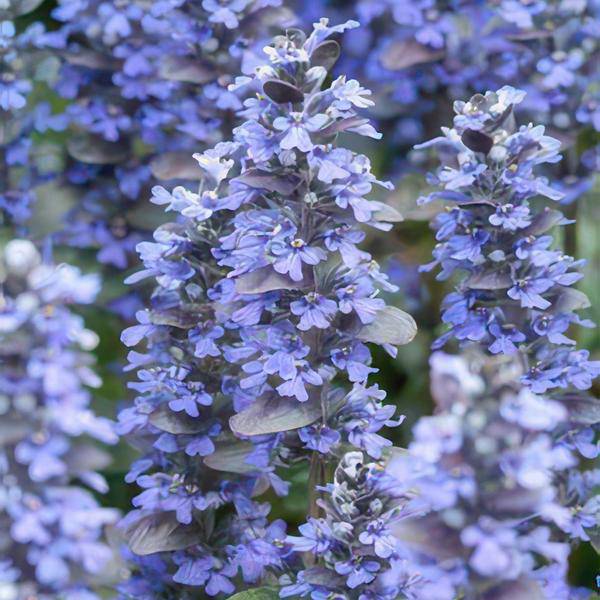 Kriechender Günsel - Ajuga reptans 'Burgundy Glow' - ↕10-25cm - Ø9cm - 6 Stück