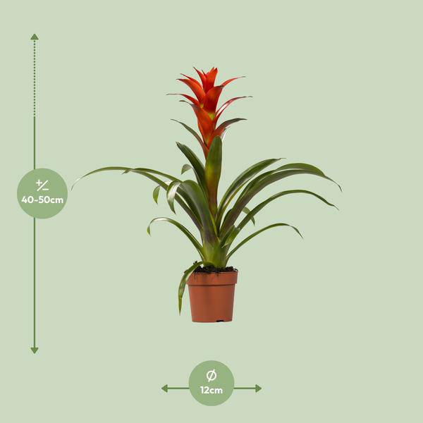 Bromelie - Guzmania Ostara - Zimmerpflanze - Ø12cm - ↕45cm