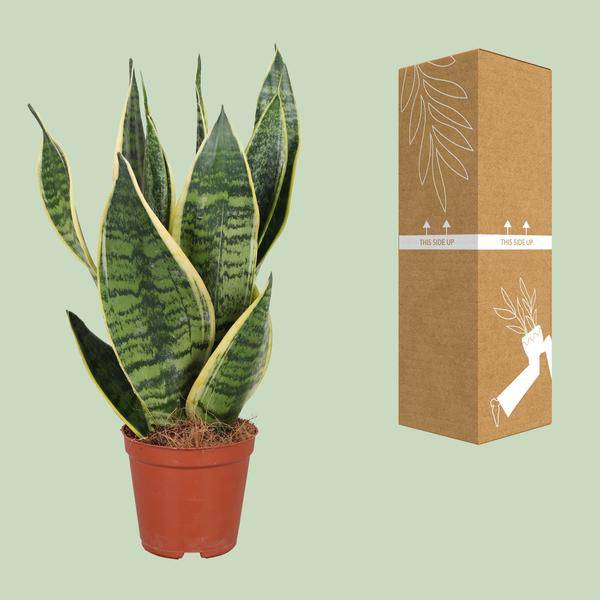 Bogenhanf - Sansevieria Trifasciata Futura Superba - Zimmerpflanze - Ø12cm - ↕40cm