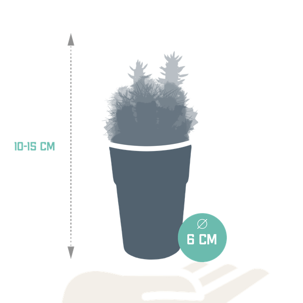 Kaktus - Mix - 5,5 cm - 5 Stück - Zimmerpflanze - im Topf mit Klee