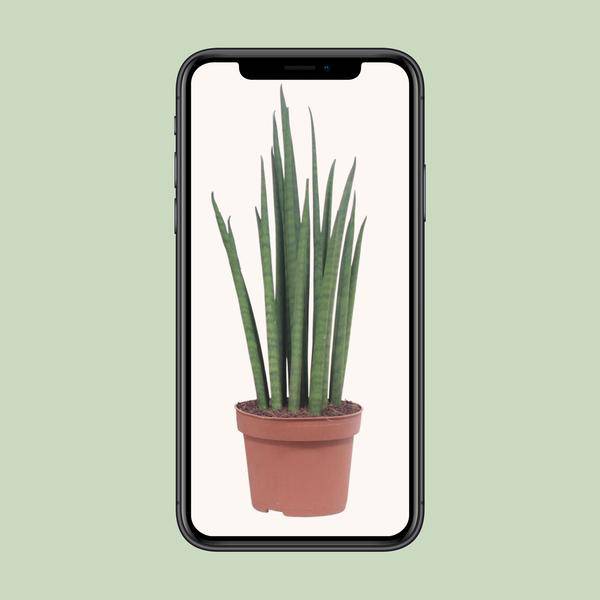 Bogenhanf - Sansevieria Mikado - Zimmerpflanze - Ø12cm - ↕40cm