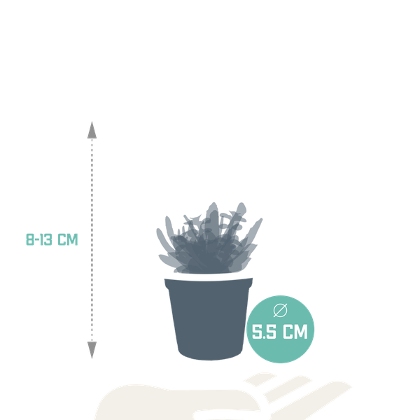 Sukkulenten - Mix - 5,5 cm - 5 Stück