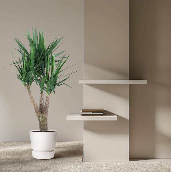 Riesen-Palmlilie - Yucca Elephantipe - Zimmerpflanze - 150 cm - ø31cm