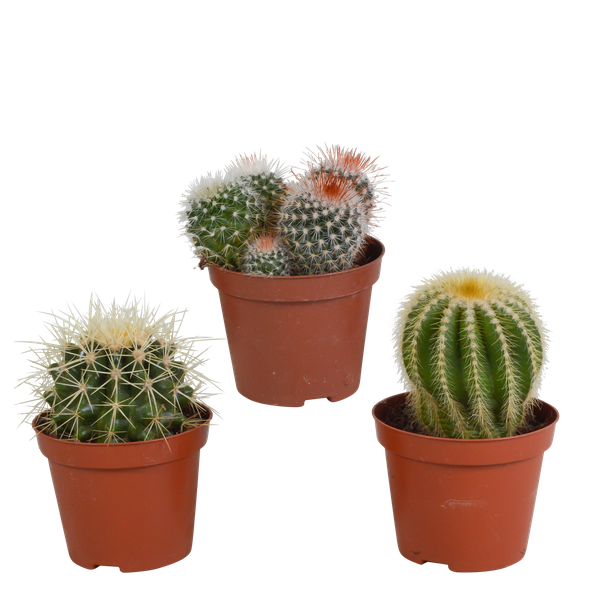 Kaktus - Bolcactus - Mix - Zimmerpflanze - 8,5 cm
