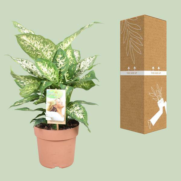 Dieffenbachie - Dieffenbachia Compacta - Zimmerpflanze - Ø17cm - ↕45cm
