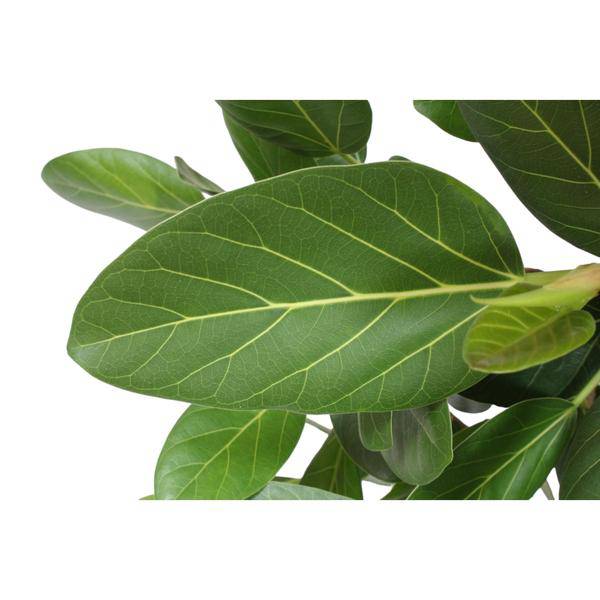 Banyan-Feige - Ficus Benghalensis - 190cm - ø40cm
