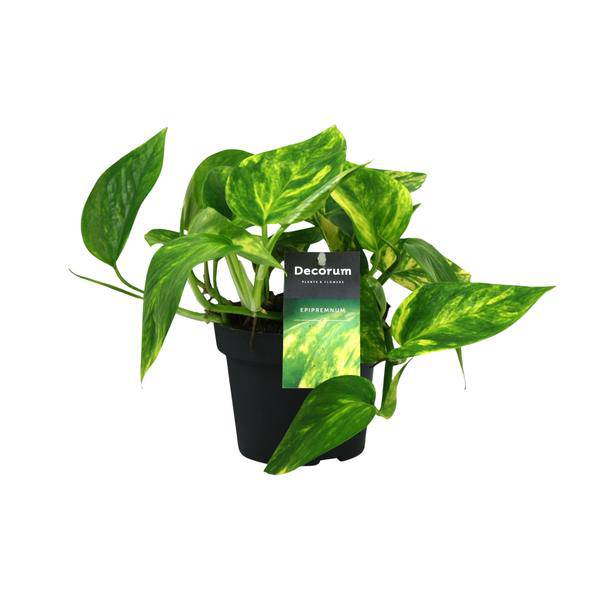 Efeutute - Scindapsus Epipremnum Pinnatum HiColor - Zimmerpflanze - Ø12cm - ↕20cm