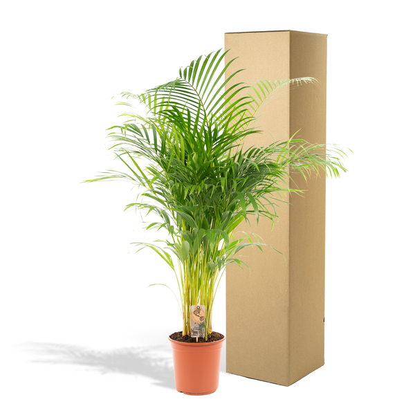 Betelpalme Areca-Palme – Zimmerpflanze Ø24cm – 130cm hoch – Luftreinigende Goldfruchtpalme