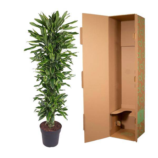 Drachenbaum - Dracaena Golden Coast - Zimmerpflanze - 170cm - ø34cm