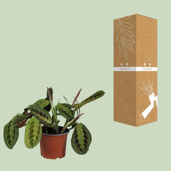 Marante - Maranta Leuconeura Fascinator - Zimmerpflanze - Ø12cm - ↕30cm