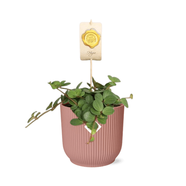 Zwergpfeffer - Peperomia 'Hope' - Zimmerpflanze + Topf Vibes Fold 14cm Rosa