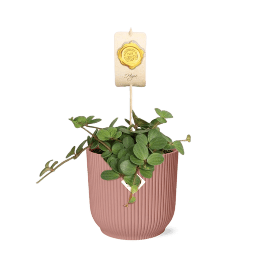 Zwergpfeffer - Peperomia 'Hope' - Zimmerpflanze + Topf Vibes Fold 14cm Rosa