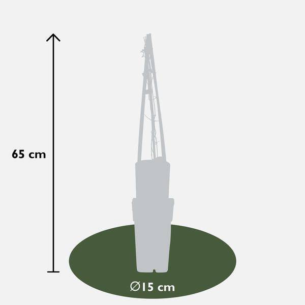 Waldrebe - Clematis Multi Blau - ↨65cm - Ø15cm - 3 Stück