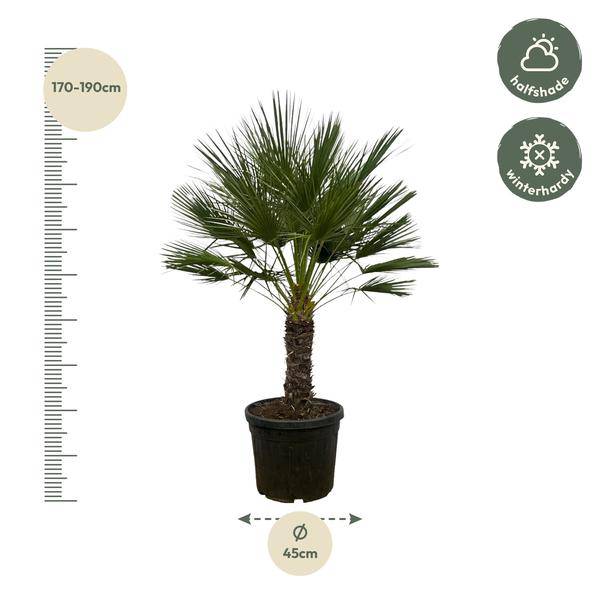 Chamaerops Humilis auf Stiel – Zwergpalme – Fächerpalme – Mediterrane Zimmer- und Kübelpflanze – Ø45cm – ↕150cm