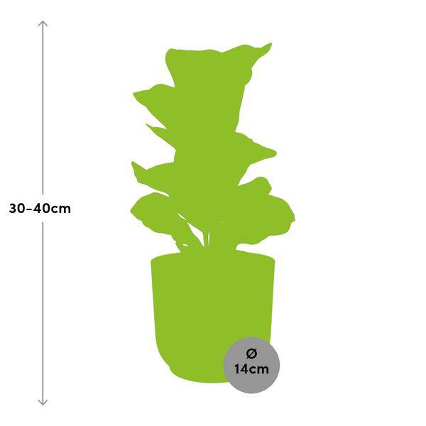 Ficus Lyrata 'Bambino' in ELHO Vibes Fold 14cm gelb