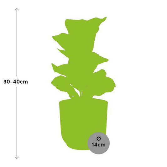 Ficus Lyrata 'Bambino' in ELHO Vibes Fold 14cm gelb