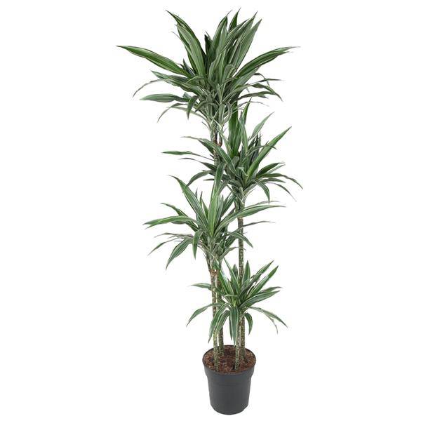 Drachenbaum - Dracaena Warneckei - 190cm - ø27cm
