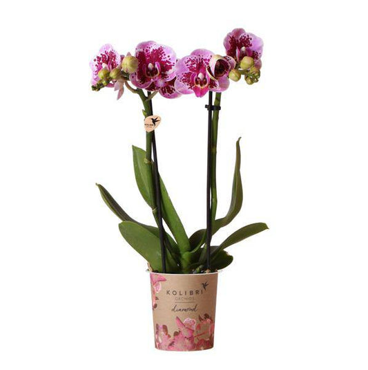 Phalaenopsis Orchidee Rosa Lilac Diamond-Linie – Zimmerpflanze – Ø9cm – Einzigartige Muster