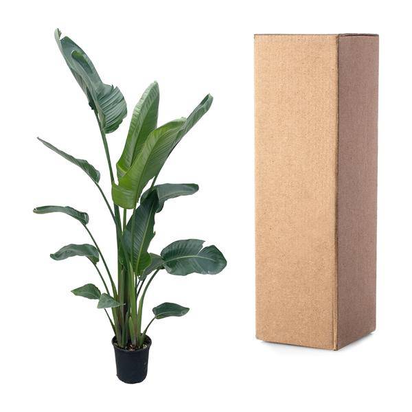 Baum-Strelitzie – Strelitzia Nicolai – Zimmerpflanze 210cm – Ø27cm – Weißer Paradiesvogel mit großen grünen Blättern – Tropische Kübelpflanze für Innen & geschützte Außenbereiche