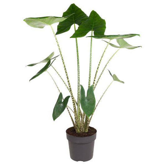 Tiger-Pfeilblatt – Alocasia Zebrina – Zimmerpflanze – 130cm – Ø32cm – tropische Grünpflanze mit Zebramuster-Stielen – dekorative Indoor-Pflanze