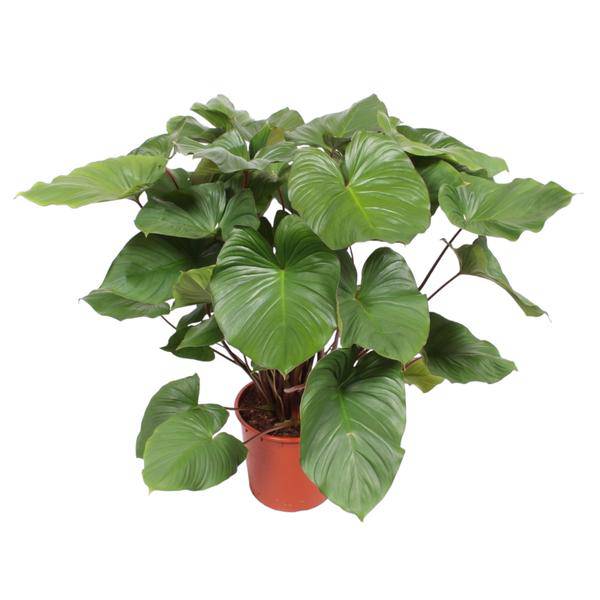 Herzblatt - Homalomena Rubescens Maggy - Zimmerpflanze - 140cm - ø34cm