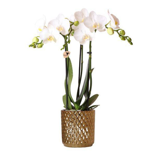 Weiße Phalaenopsis-Orchidee Amabilis + Diamant-Dekotopf gold – Ø9cm – 40cm hoch – Blühende Zimmerpflanze im eleganten Metallic-Topf