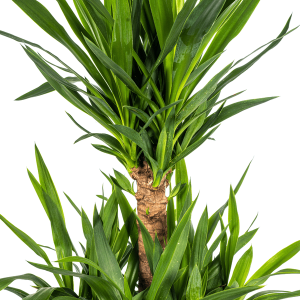Yucca Elephantipes Ø30cm - ↕100cm - Oasis of Life