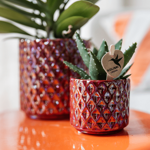 Sukkulente Aloe Brevifolia – Kleine Grüne Zimmerpflanze mit Stacheln – Ø6cm – Pflegeleicht & Robust – Ideal für helle Standorte ohne direkte Sonne