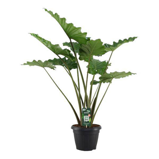 Alocasia Portodora – Elefantenohr – XXL Zimmerpflanze – Tropische Grünpflanze – Pflegeleicht – Imposante Blätter – ↕140cm – Ø34cm