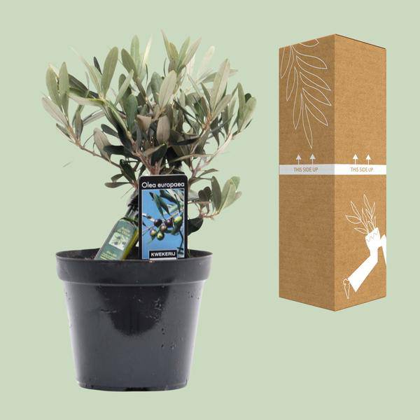 Olivenbaum - Olea Olive - Zimmerpflanze - Ø13cm - ↕25cm