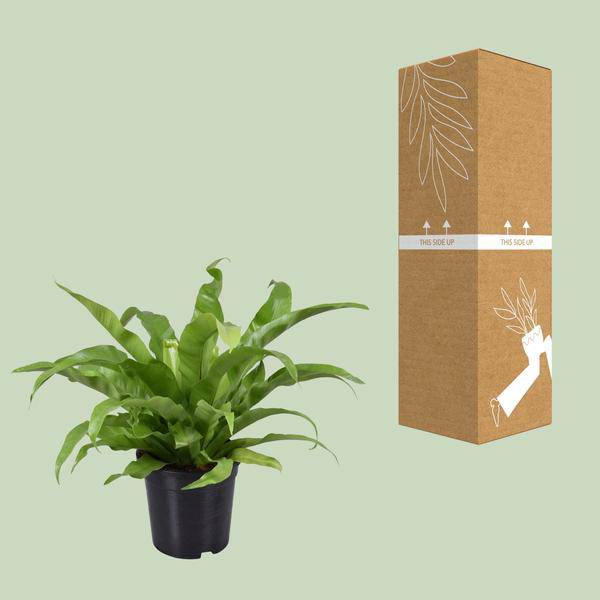 Nestfarn - Asplenium Antiquum - Zimmerpflanze - Ø17cm - ↕45cm