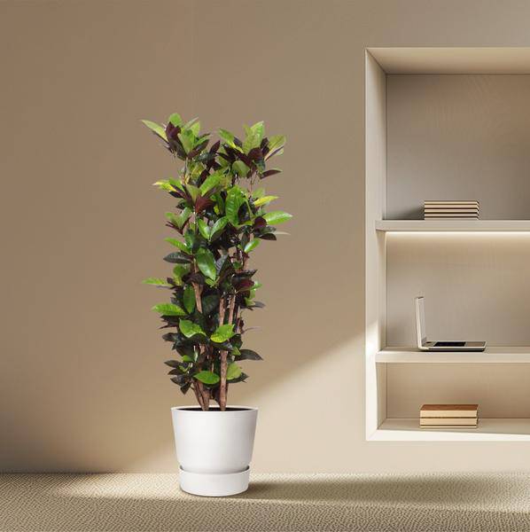 Wunderstrauch - Codiaeum Iceton Croton Iceton - Zimmerpflanze - 140 cm - ø27cm